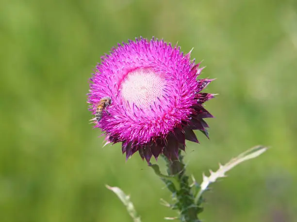 Blooming plant of Musk Thistle on the meadow, Carduus Nutans