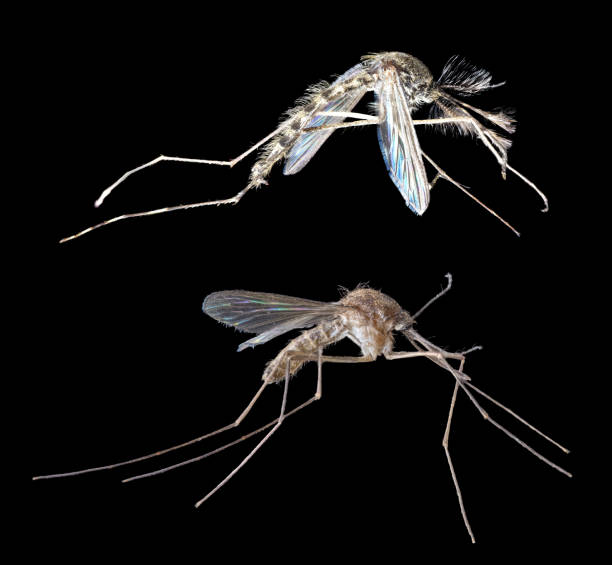 istock male and female mosquito on black 1220305558