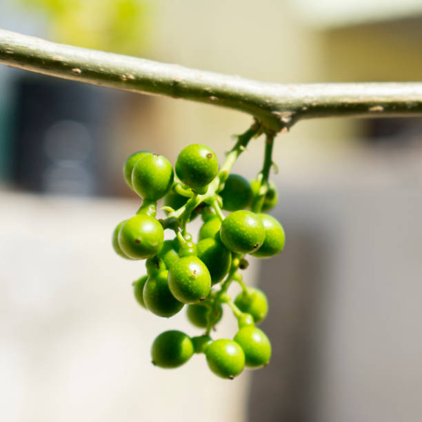 istock Giloy Fruits Natural Herb 1220305590