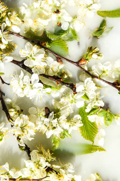 istock Spring blossom concept. apricot cherry blossom flower on white water background 1220305817