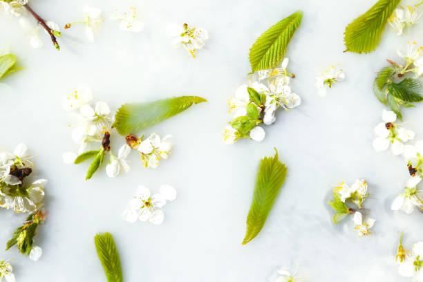 istock Spring blossom concept. apricot cherry blossom flower on white water background 1220305833
