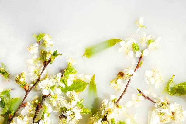 istock Spring blossom concept. apricot cherry blossom flower on white water background 1220305856