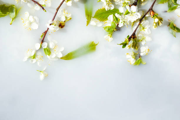 istock Spring blossom concept. apricot cherry blossom flower on white water background 1220305887