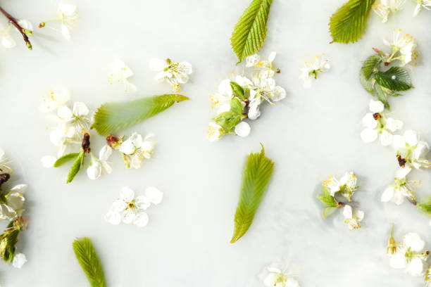 istock Spring blossom concept. apricot cherry blossom flower on white water background 1220305891
