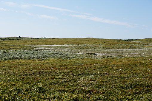 Meadow covered with white flowering plants