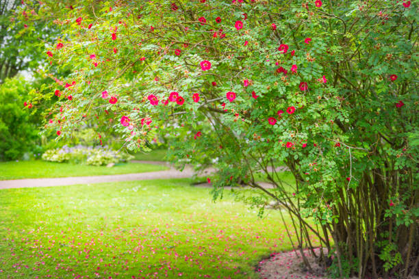 istock Rosa moyesii flowering plant 1220308072