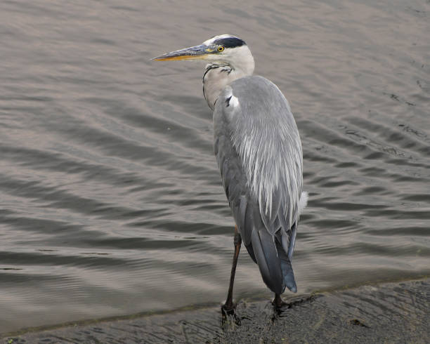 istock young grey heron standing tall in the river stour dorset england 1220308457