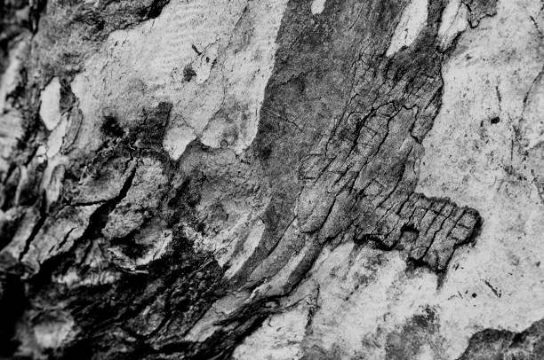 eucalyptus tree  bark macro detail shot in black and white revealing texture