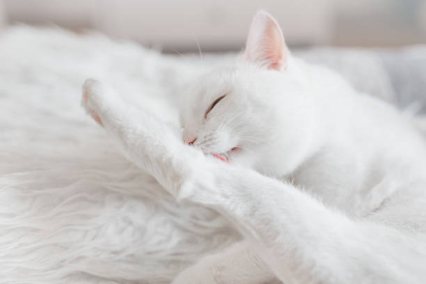 istock A white cat is licking its paw 1220308915