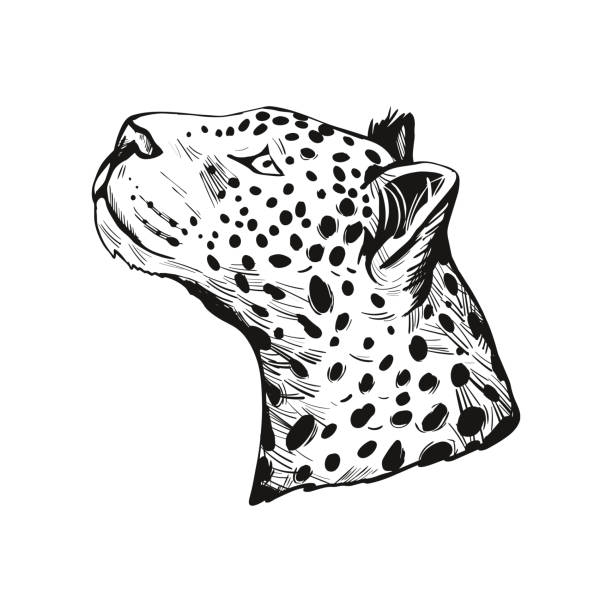 ilustrações, clipart, desenhos animados e ícones de retrato de leopardo de animal exótico esboço de ilustração vetorial isolada. perfil monocromático de pantera olhando de lado. mamífero felidae com casaco peludo com dosts. carnívoro panthera pardus vida selvagem. - jaguatirica