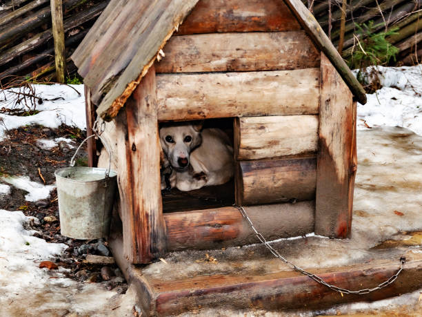 istock dog in a large wooden doghouse 1220309699