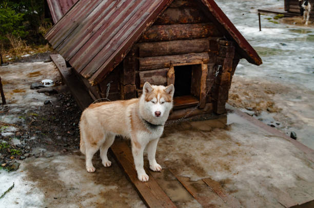 istock young husky dog near doghouse 1220309919