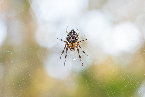 Portrait macro giant spider on spiderweb with soft nature background, insect in forest