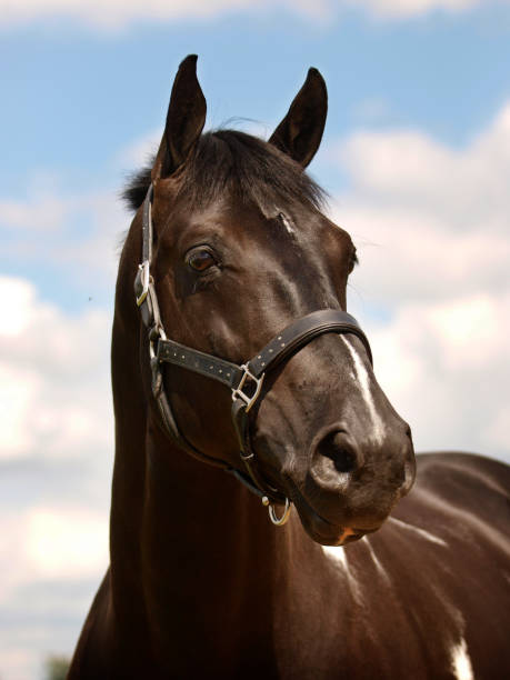 istock Horse Head Shot 1220312627