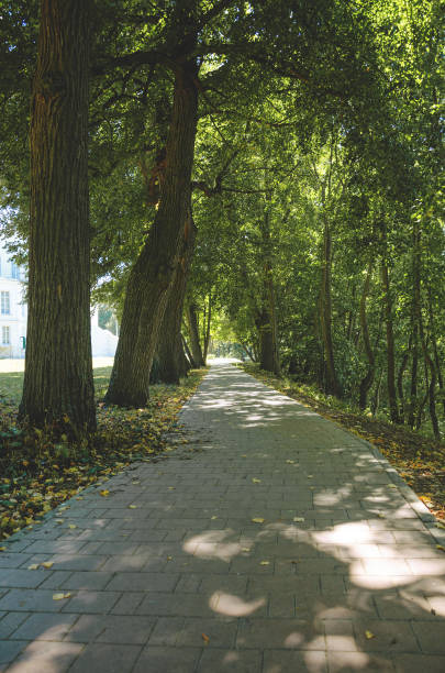 istock Empty stone tile road in shady park 1220312788