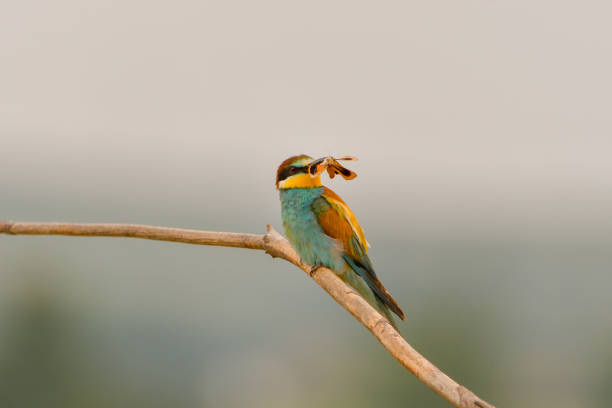 istock European bee-eater (Merops apiaster) on the branch 1220313001