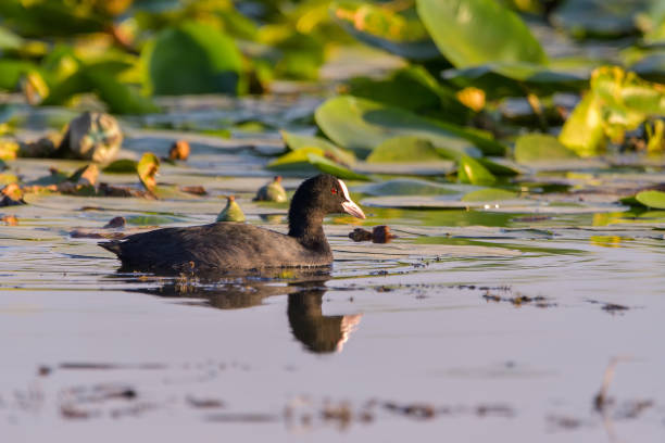 istock cute black duck Eurasian Coot / Fulica atra 1220313275