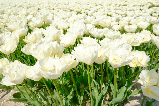 White color tulips in the field with wide angle lense from below, blue cloudy sky in the Netherlands.