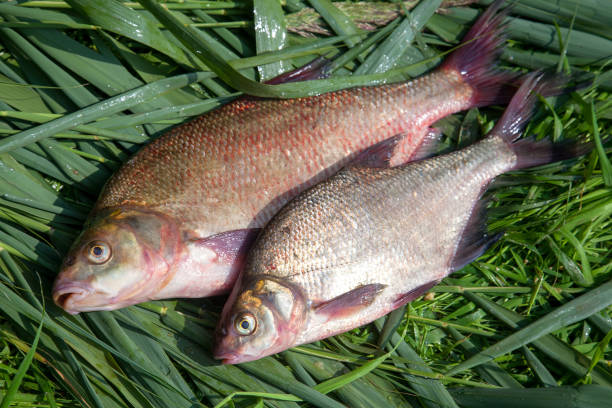 istock Two big freshwater common bream fish on green reed. 1220315019