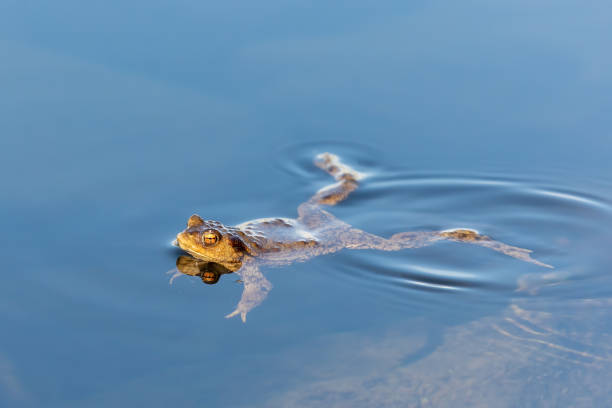 istock Common toad, Bufo bufo, Czech republic, Europe wildlife 1220315913