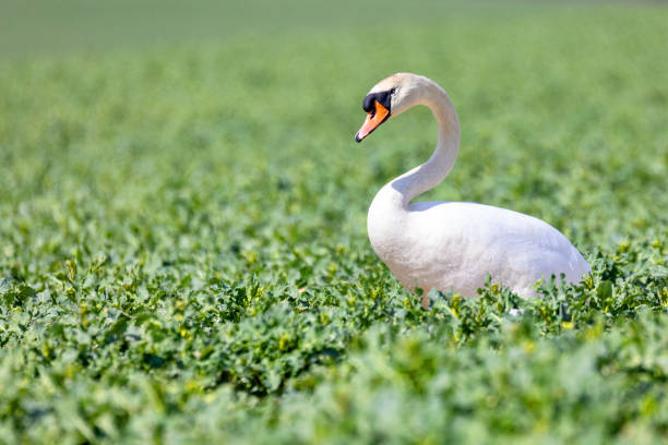 istock common big bird mute swan on green rape field 1220315929