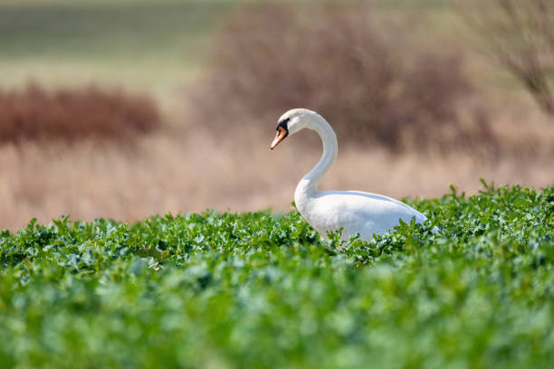 istock common big bird mute swan on green rape field 1220315931