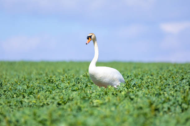 istock common big bird mute swan on green rape field 1220315932