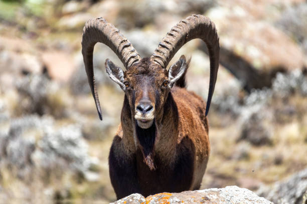 istock rare Walia ibex in Simien Mountains Ethiopia 1220315940
