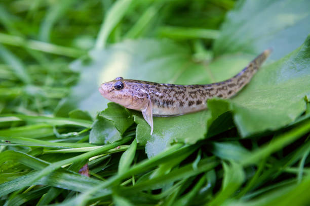 Close up view of freshwater bullhead fish or round goby fish just taken from the water on big green leaf. Freshwater bullhead fish or round goby fish known as Neogobius melanostomus and Neogobius fluviatilis pallasi just taken from the water. Close up view of raw bullhead fish called goby fish on big green leaf. trimma okinawae stock pictures, royalty-free photos & images