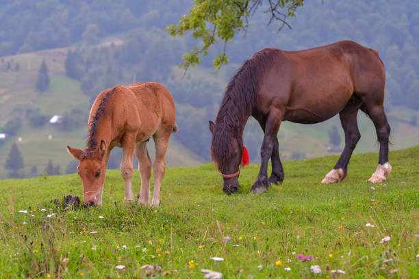 istock Horse on a green grass 1220317564