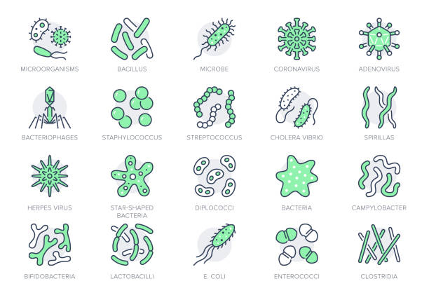 ilustraciones, imágenes clip art, dibujos animados e iconos de stock de bacterias, virus, iconos de línea de microbios. ilustración vectorial incluido icono como microorganismo, germen, moho, célula, pictograma de esquema probiótico para la infografía de microbiología color verde, trazo editable - bacteriófago