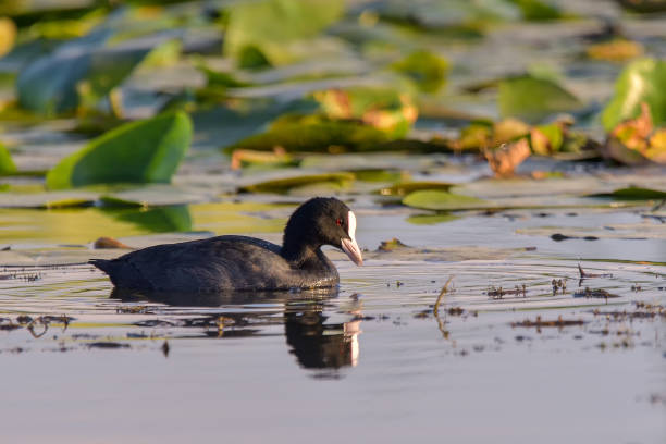 istock cute black duck Eurasian Coot / Fulica atra 1220317723