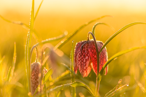 Checkered Lily or Snake's Head Fritillary (Fritillaria meleagris) in a meadow during a beautiful springtime sunrise with drops of dew on the grass.