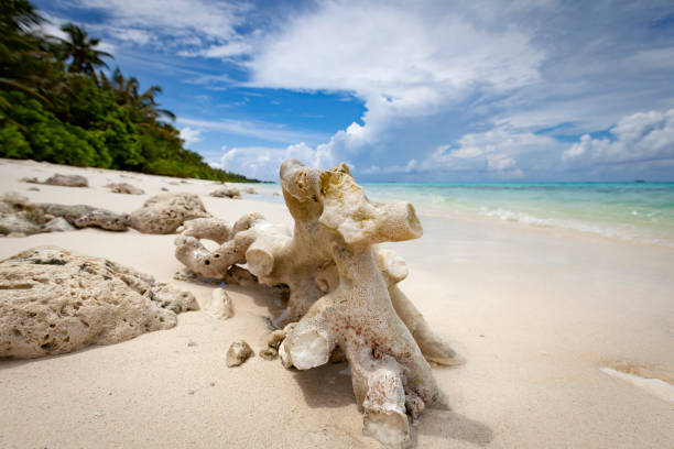 istock corals at the beach, maldives 1220317818