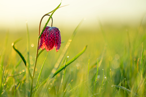 Snake's Head Fritillary (Fritillaria meleagris) in a meadow during a beautiful springtime sunrise with drops of dew on the grass.