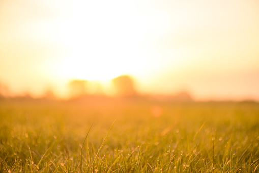 Sunrise over a field with dew on the grass during this early morning in sping in the delta of the river IJssel in Overijssel, The Netherlands.