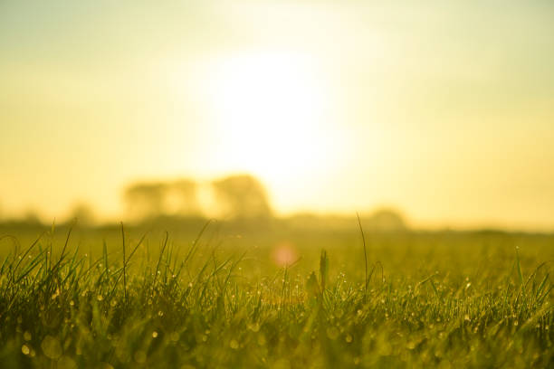 Sunrise over a field with dew on the grass during this early morning in sping in the delta of the river IJssel. Sunrise over a field with dew on the grass during this early morning in sping in the delta of the river IJssel in Overijssel, The Netherlands. ijssel photos stock pictures, royalty-free photos & images