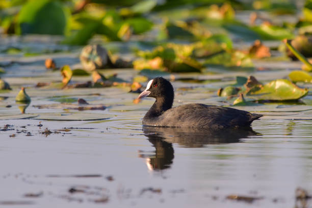 istock cute black duck Eurasian Coot / Fulica atra 1220319309