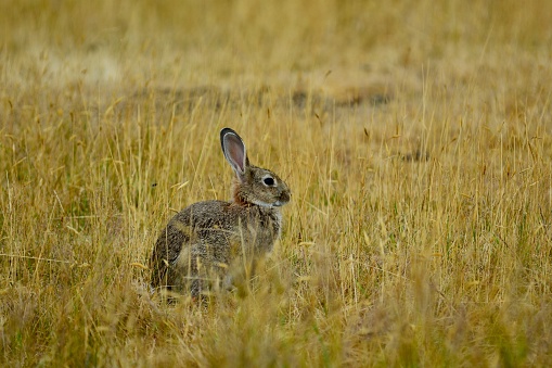 Two european hares (Lepus europaeus) sitting in a meadow.