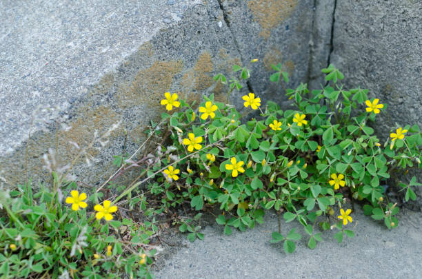 istock Yellow oxalis flowers in bloom 1220320227
