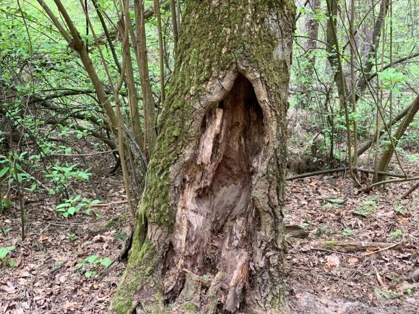 istock Hollow in a big old tree. Black hole in a wide tree trunk in the forest. Stump with through hole and moss. 1220322037