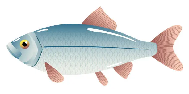 Vector illustration of Sea fish
