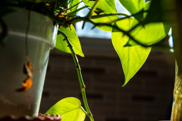 Green plants on the windowsill. Home gardening.