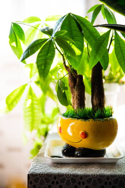 istock Green plants on the windowsill. Home gardening. 1220323143