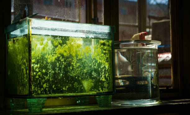 Fish tank aquarium in the bedroom