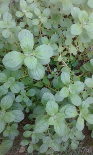 istock textures,colors,plants, garden 1220326008
