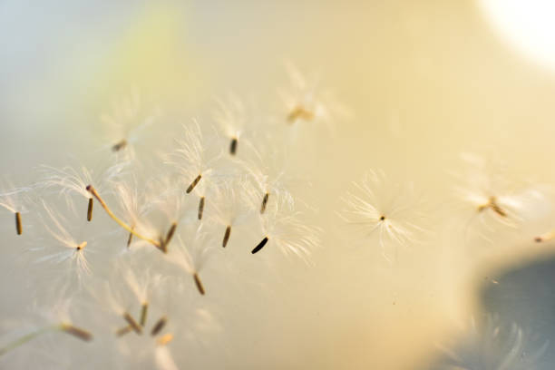 istock Closeup dandelion seeds on blurred whith ray of light. web banners consepts. HD Image and Large Resolution. can be used as background and wallpaper 1220327346