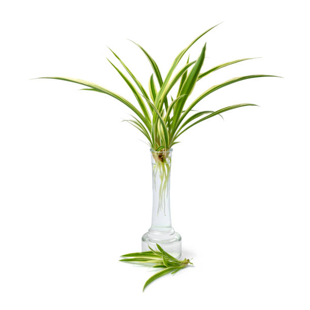 Chlorophytum comosum, spider plant, growing roots in a glass vase Chlorophytum comosum, spider plant, growing roots in a glass vase isolated on white background spider plant photos stock pictures, royalty-free photos & images