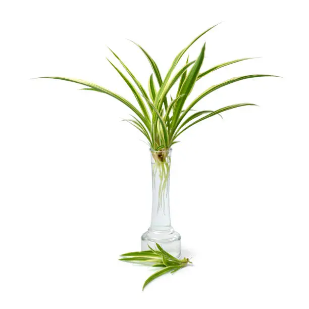 Chlorophytum comosum, spider plant, growing roots in a glass vase isolated on white background