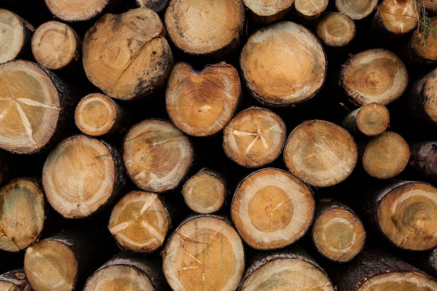 istock Chopped wood in Thuringen forest 1220328159